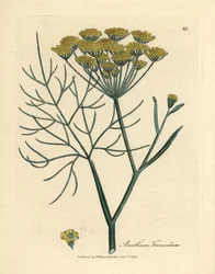 Yellow flowered fennel, Anethum foeniculum
