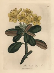 Yellow flowered rhododendron, Rhododendron chrysanthemum