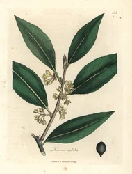 Yellow Flowered Sweet Bay Leaves, Laurus nobilis