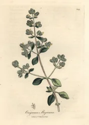 Yellow flowered sweet marjoram, Origanum majorana