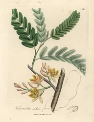 Yellow flowered tamarind tree, Tamarindus indica
