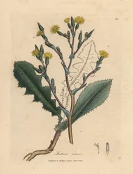 Yellow flowered wild lettuce, Lactuca virosa