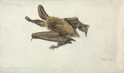 A Bat