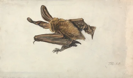 A Bat