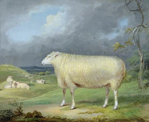 A Border Leicester Ewe