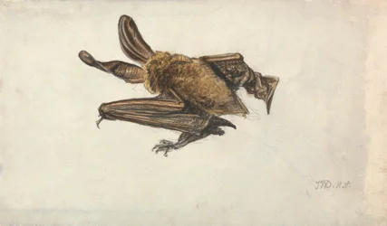 A Brown Long-Eared Bat (Plecotus auritus)
