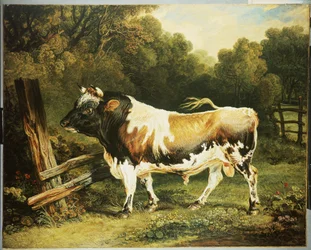 A Bull of the Alderney Breed