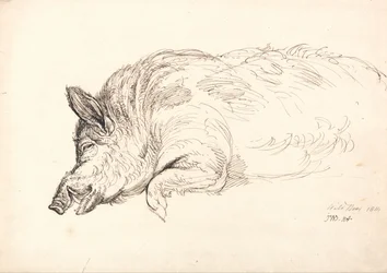 A Wild Boar, Asleep or Dead