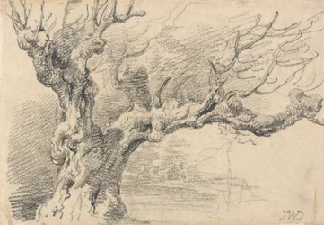 An Old Oak Tree