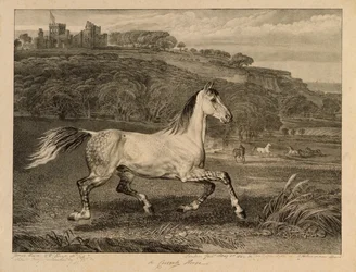 Cossack Horse, from Celebrated Horses, a set of fourteen racing prints published by the artist, 1823-24