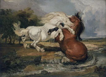 Fighting Horses