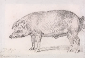 Hereford Boar
