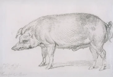 Hereford Boar, c.1803-04