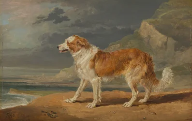 Rough-Coated Collie