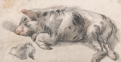 Sleeping Pig