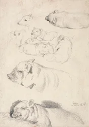 Studies of Pigs