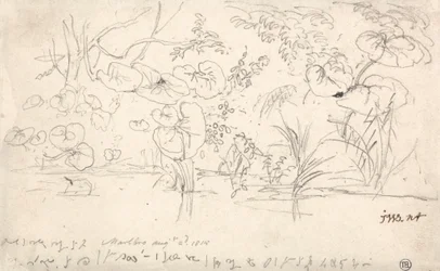 Studies of Plants, August 2, 1815