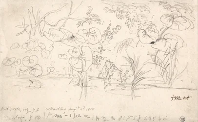 Studies of Plants, August 2, 1815