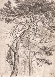 Study of Trees