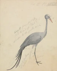 A Crane
