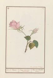 Rose of All Months