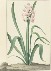 The Pink Hyacinth Rex Rubrorum