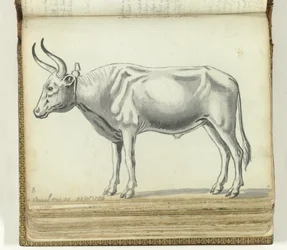 Cape Ox