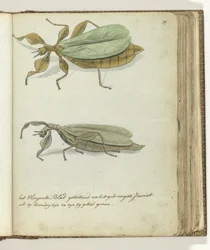 The Flying Leaf
