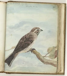 Dutch Bird