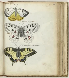 Indian Butterfly and Swedish Butterflies