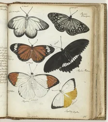 Indian Butterflies