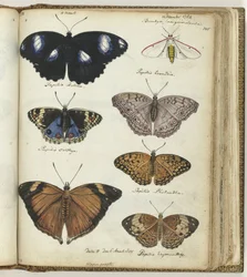 Indian Butterflies
