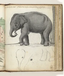Young Elephant by Tree