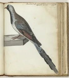 Cape Dove