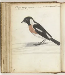 Cape Bird