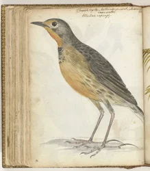 Cape Bird