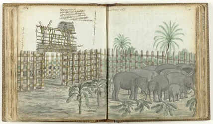Elephant Play and Grinding Kraal