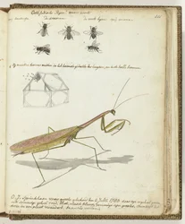 East Indian Bees and Grasshopper