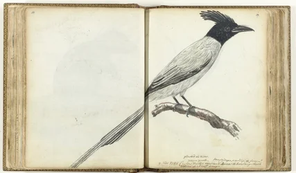 Paradise Flycatcher