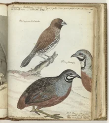 Rice Bird and East Indian Quails