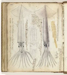 Cuttlefish and Gorita