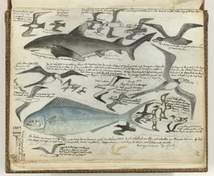 Seabirds and Sea Fish