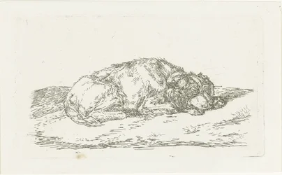 Sleeping Dog with Head Resting on Forepaws