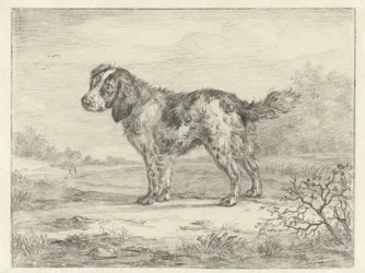 Spaniel Standing in a Landscape