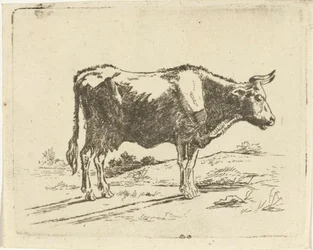Standing Cow