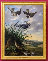 Heron Pursued by Falcons