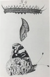 Red Admiral