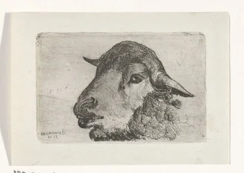 Sheep