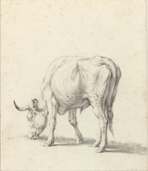 Grazing Bull