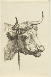 Head of a Cow